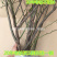 正宗无刺多花蔷薇5-30年苗特大花蔷薇花苗爬藤月季花植物