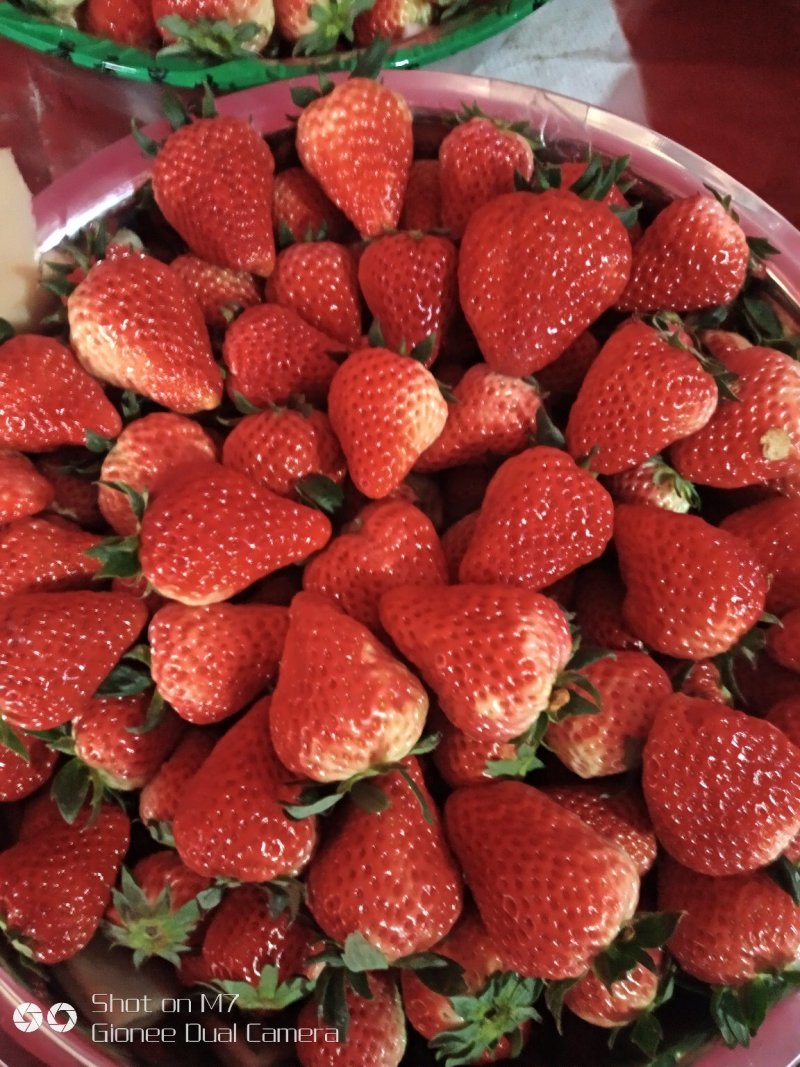 江苏南通红颜草莓大果