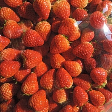 南通正宗红颜奶油草莓
