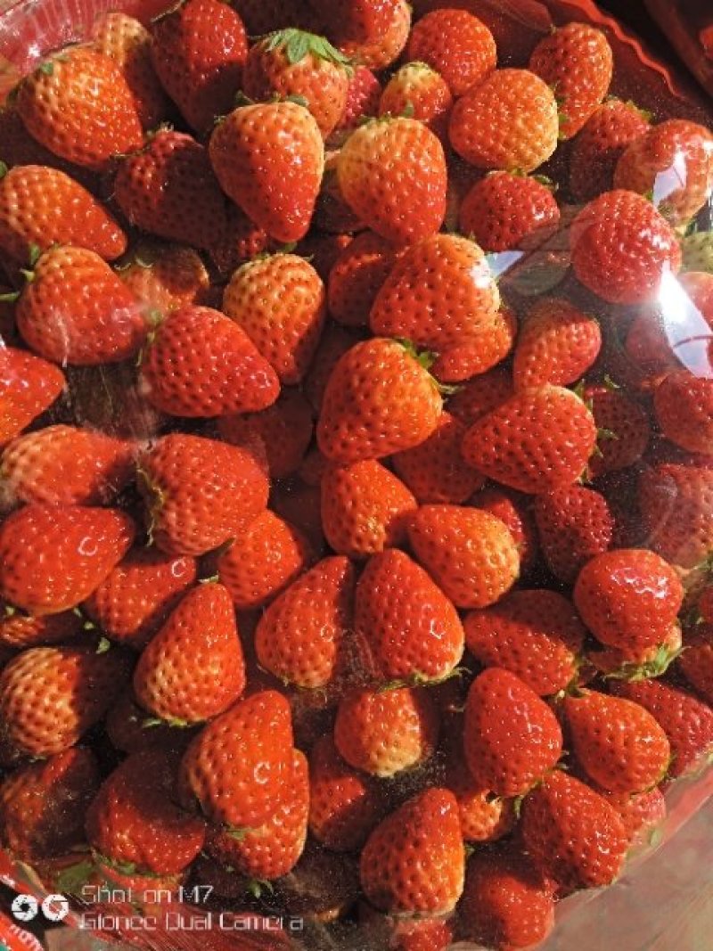 南通正宗红颜奶油草莓