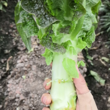 蔬菜