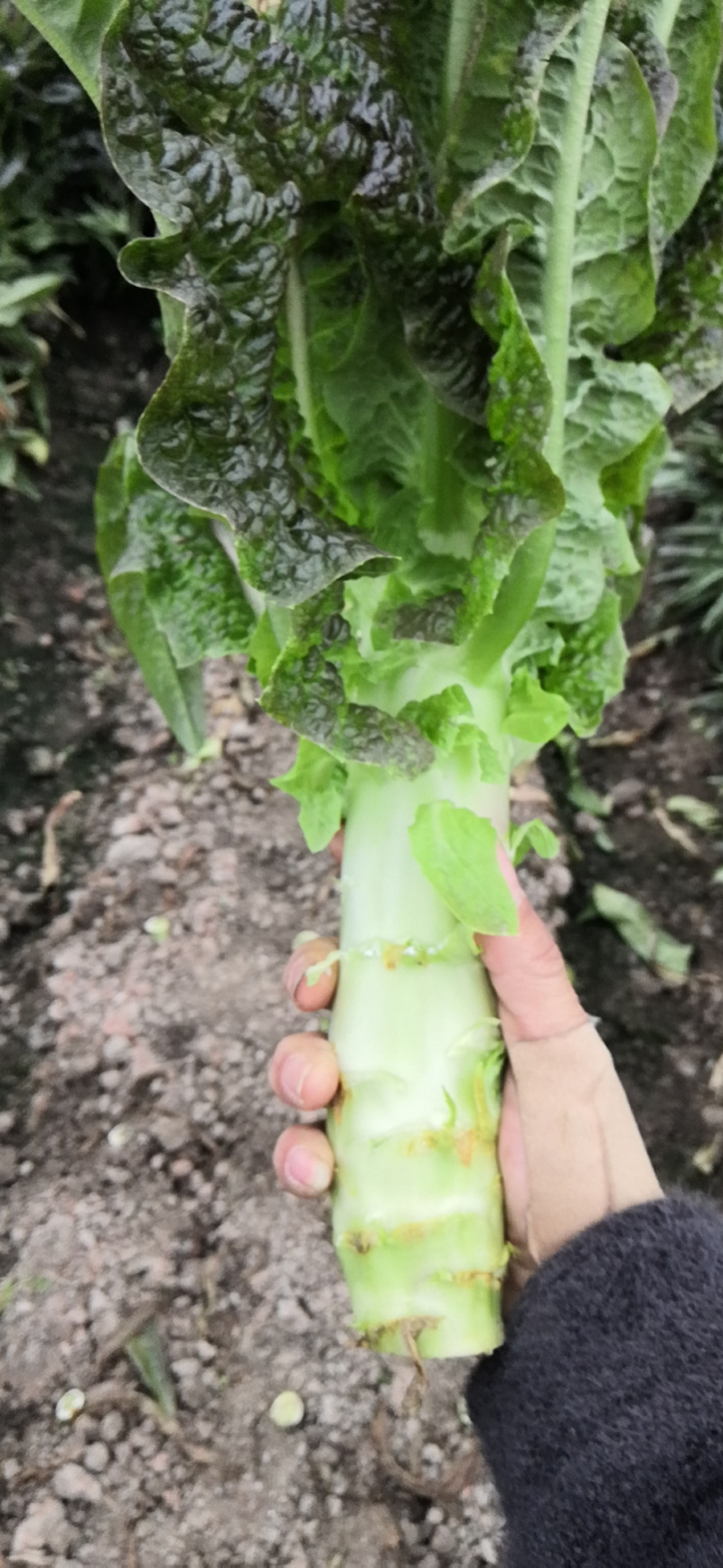 蔬菜