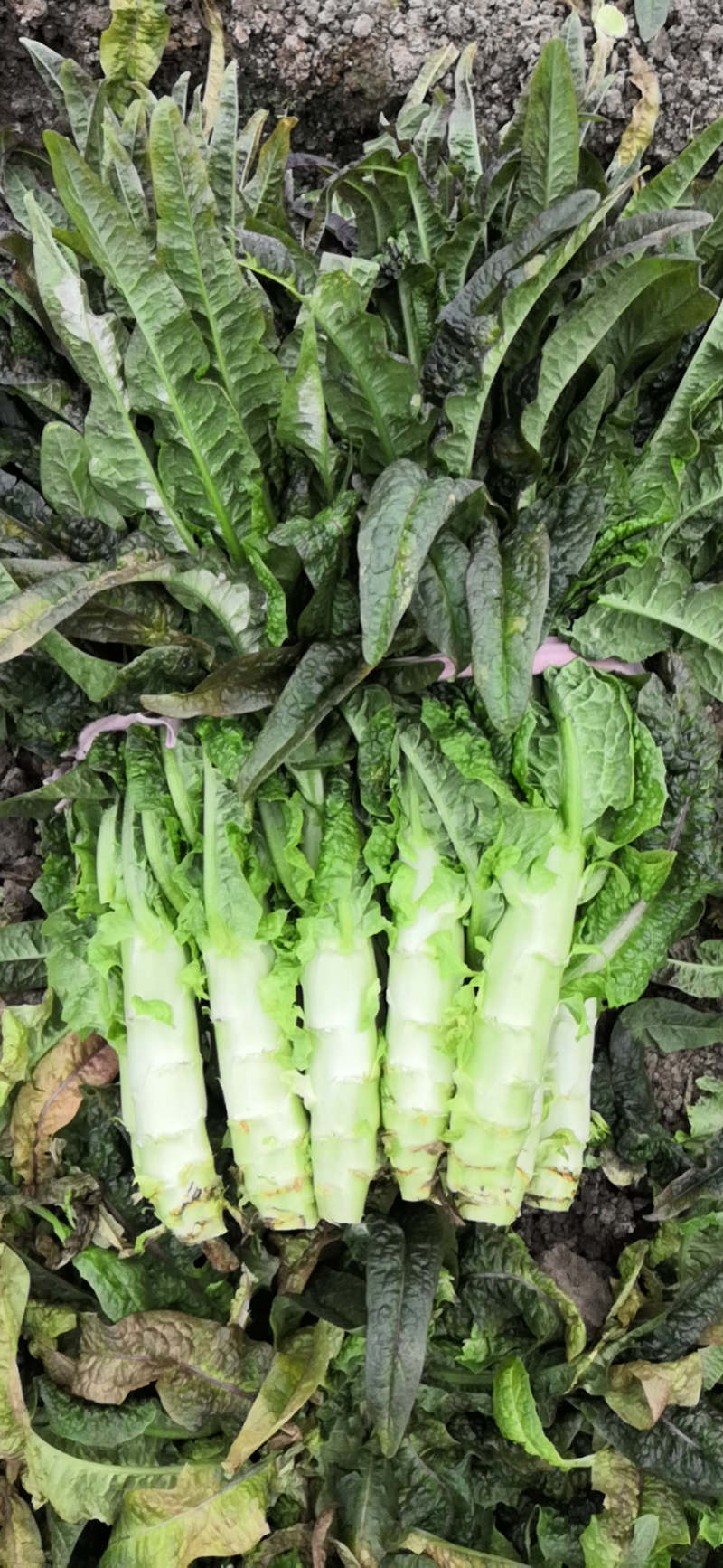 蔬菜