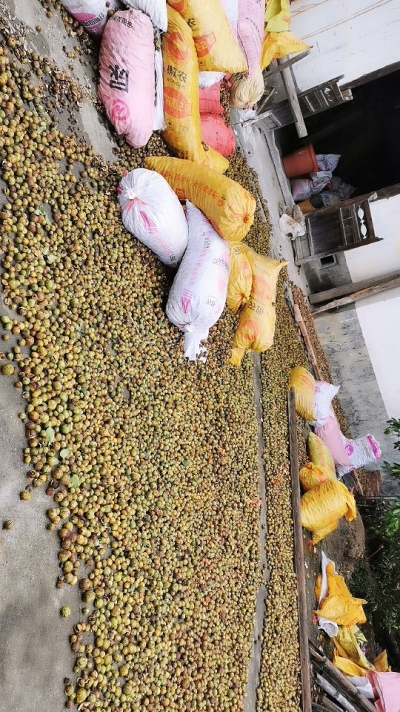 山茶油