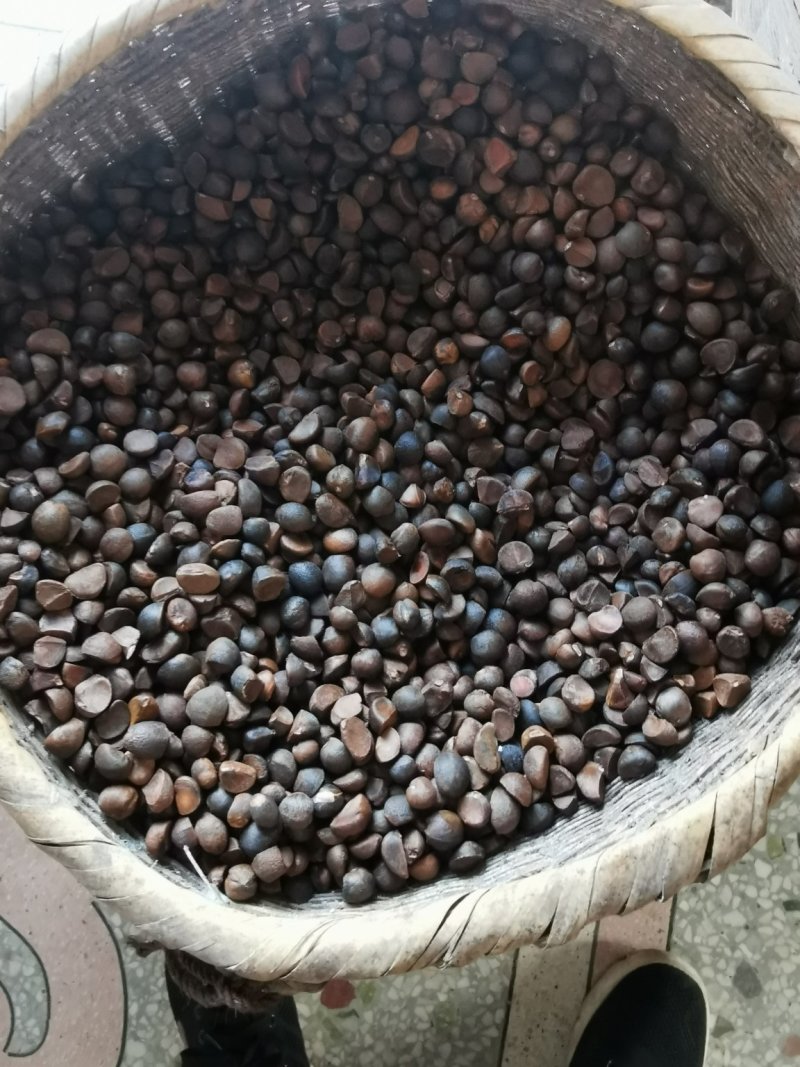 山茶油