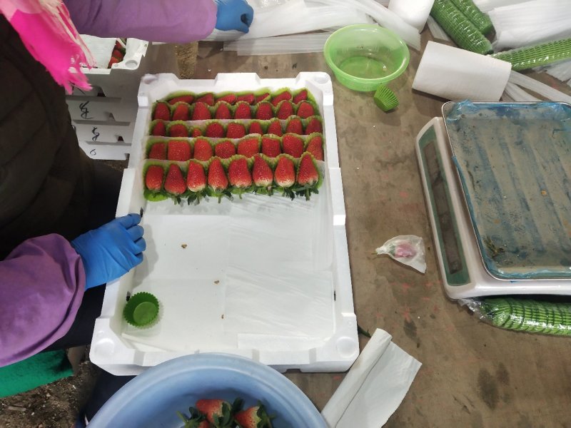 草莓精品甜宝草莓口感甜爽物美价廉产地批发