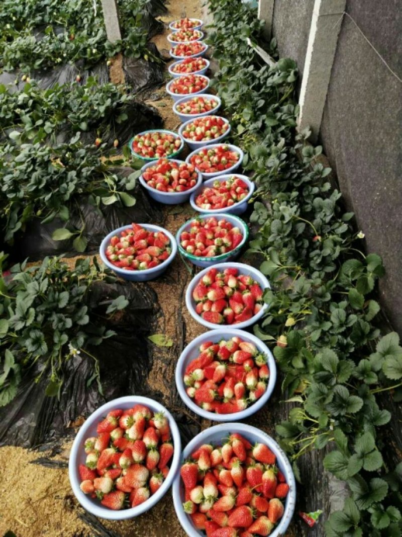 草莓精品甜宝草莓口感甜爽物美价廉产地批发
