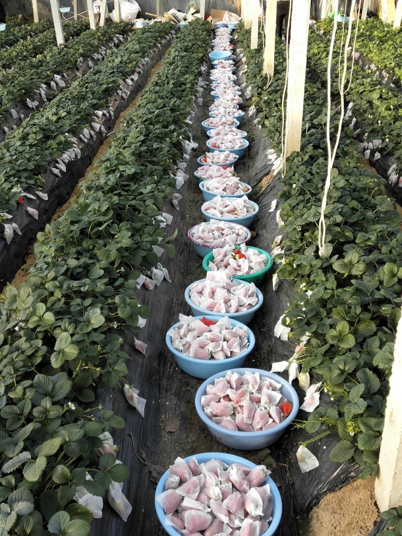 草莓精品甜宝草莓口感甜爽物美价廉产地批发