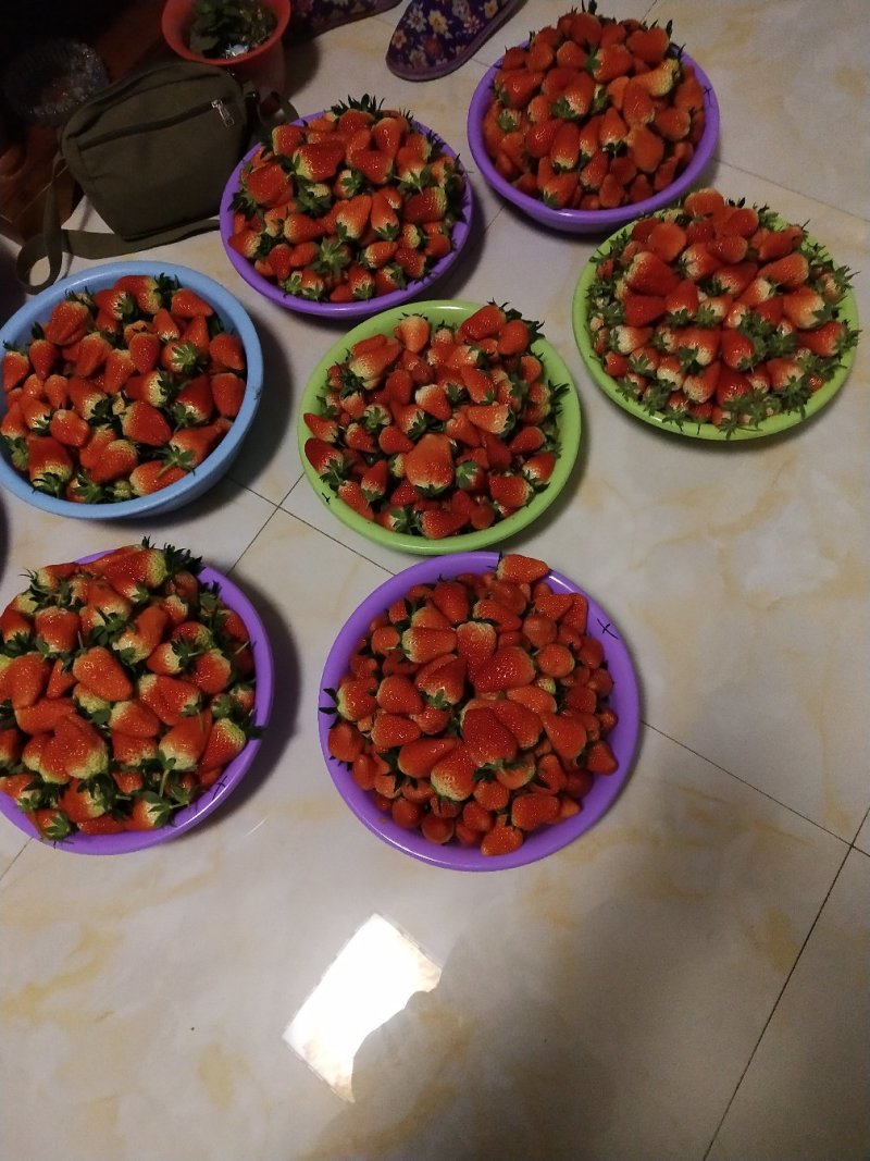 草莓精品甜宝草莓口感甜爽物美价廉产地批发
