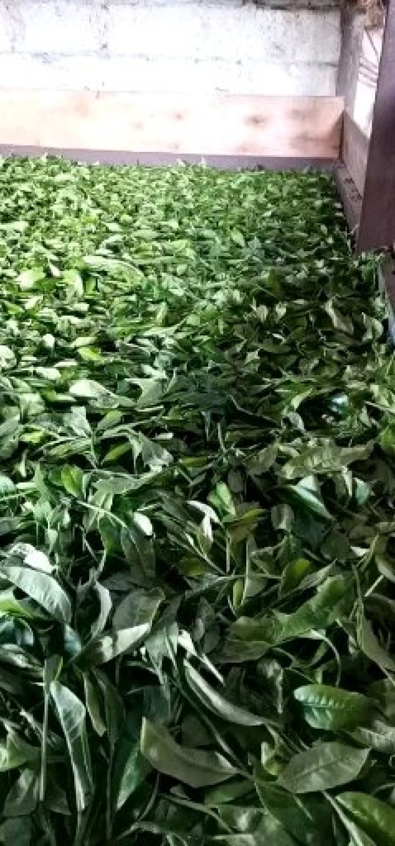 绿茶普洱茶二级翠茗滇绿春茶包邮活动价