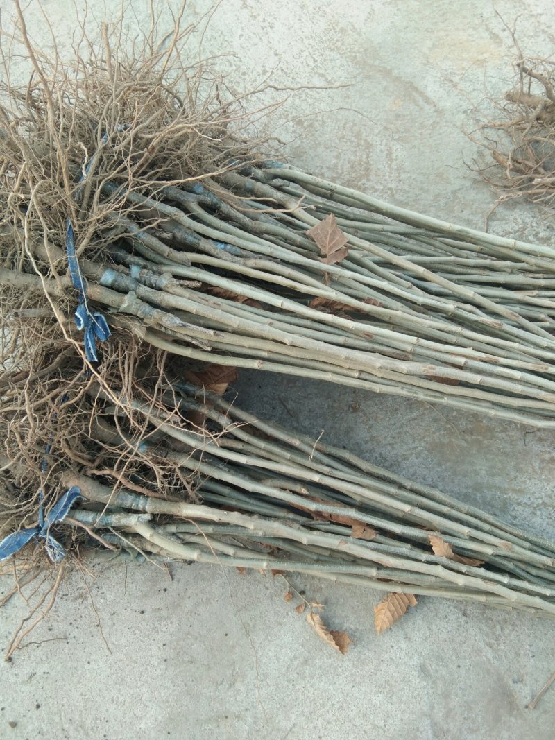 泰山板栗苗，板栗嫁接苗，大红袍板栗苗，板栗苗新品种
