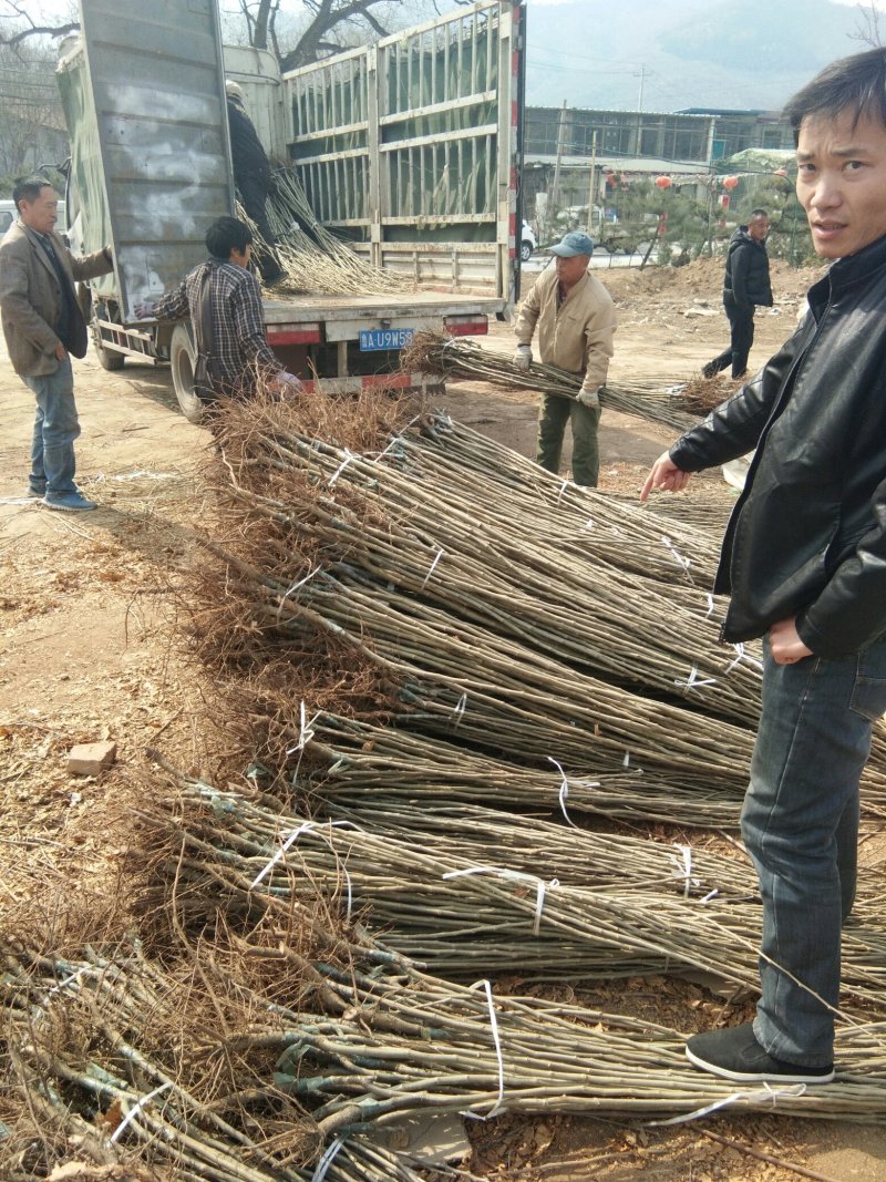 泰山板栗苗，板栗嫁接苗，大红袍板栗苗，板栗苗新品种