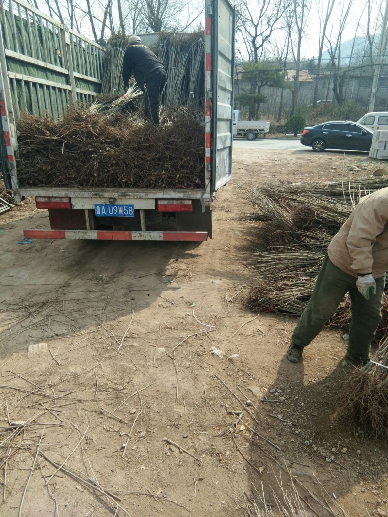 泰山板栗苗，板栗嫁接苗，大红袍板栗苗，板栗苗新品种