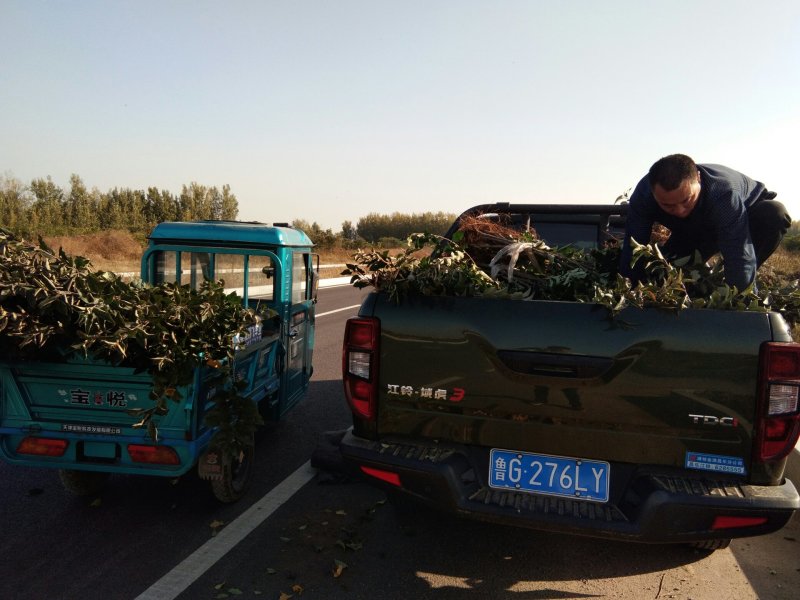 【苹果苗】露利苹果苗苹果早熟新品种露利苹果苗7月中旬成熟