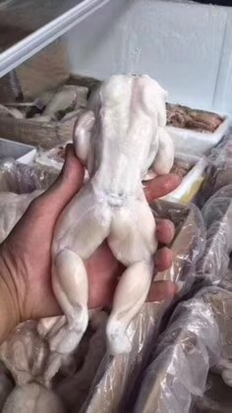 牛蛙厂家直销质量保证