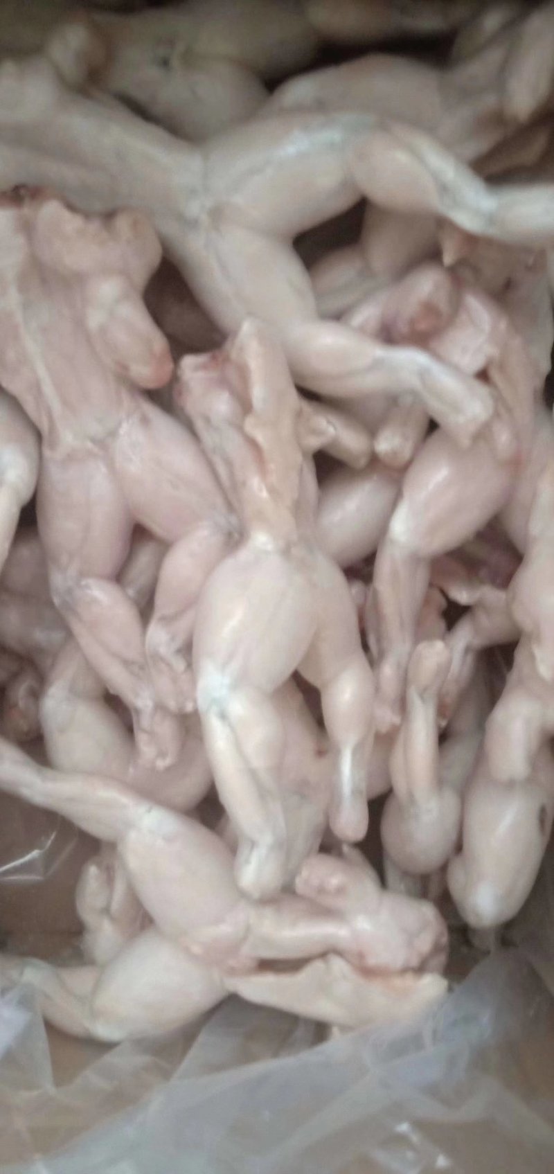 牛蛙厂家直销质量保证