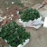 章姬草莓苗:牛奶草莓苗:四季草莓苗草莓苗:草莓苗新品种