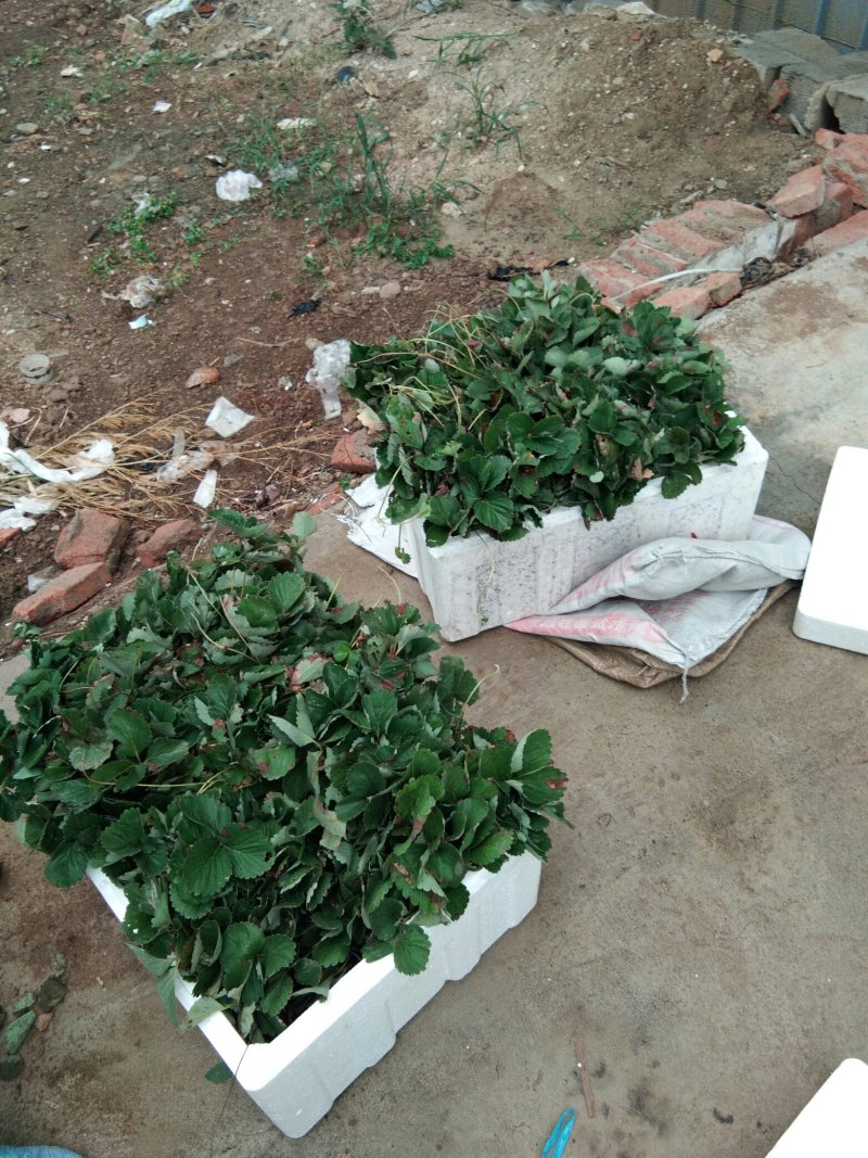 章姬草莓苗:牛奶草莓苗:四季草莓苗草莓苗:草莓苗新品种
