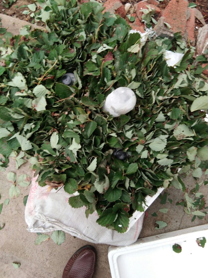 章姬草莓苗:牛奶草莓苗:四季草莓苗草莓苗:草莓苗新品种