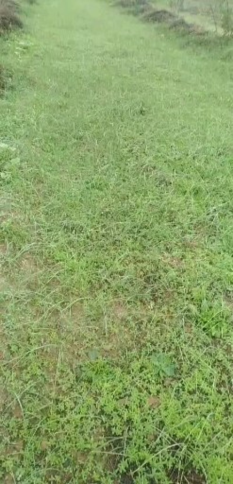 新品种黄芩种子