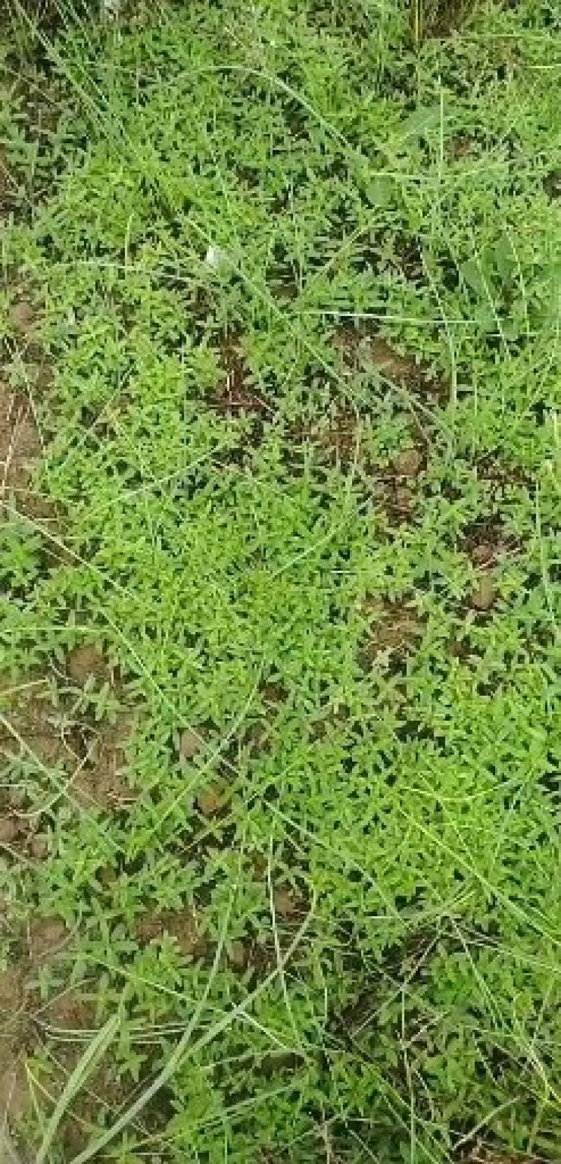 新品种黄芩种子