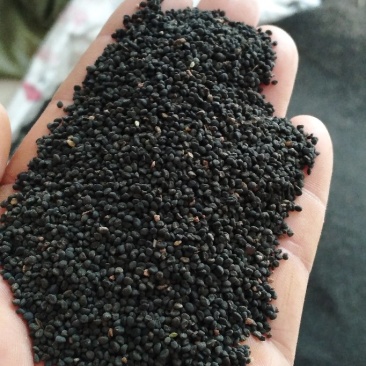 新品种黄芩种子