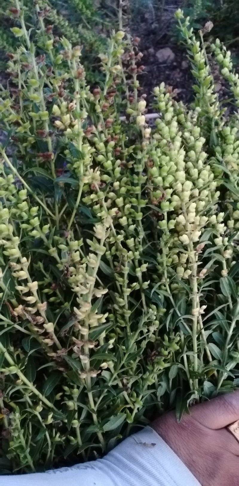 新品种黄芩种子