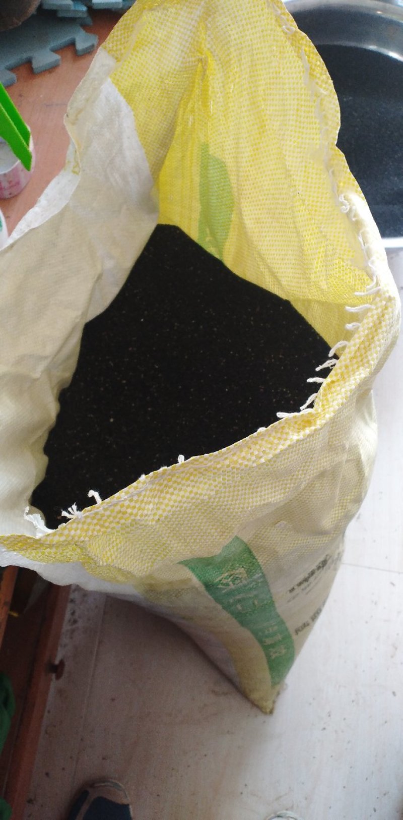新品种黄芩种子