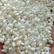 北方优质珍珠米色选纯白米开购了