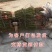 春雪桃嫁接桃树苗品种桃树苗南北方种植桃树苗果树苗