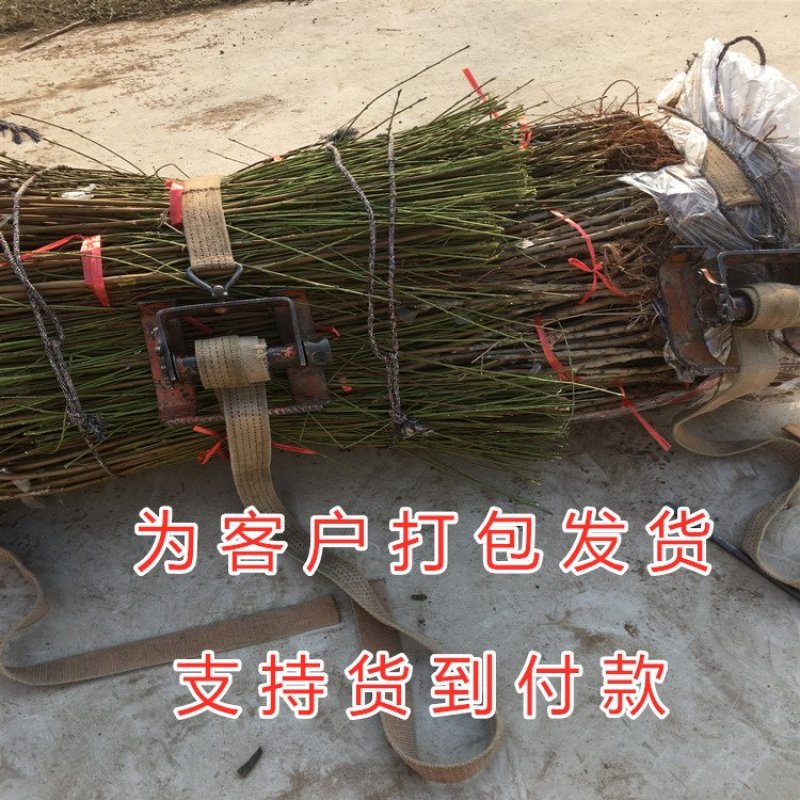 春雪桃嫁接桃树苗品种桃树苗南北方种植桃树苗果树苗