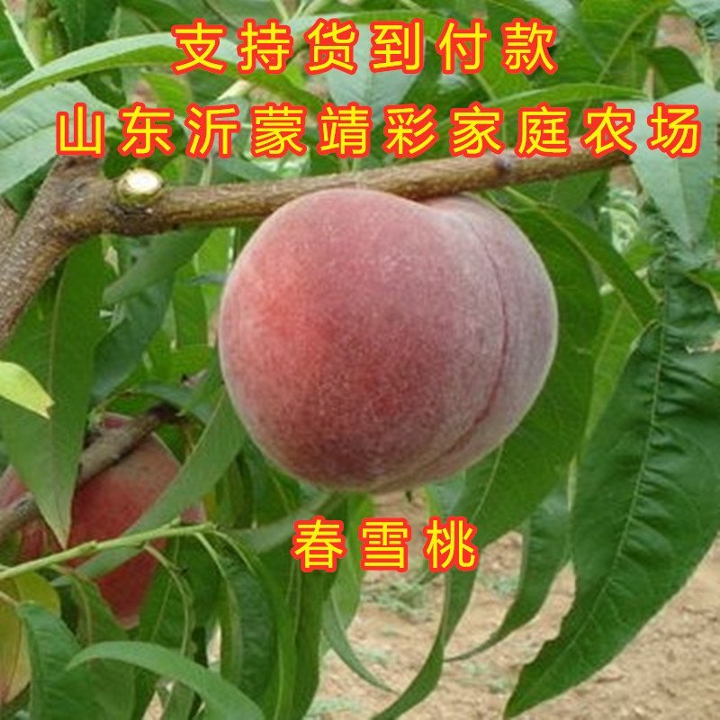 春雪桃嫁接桃树苗品种桃树苗南北方种植桃树苗果树苗