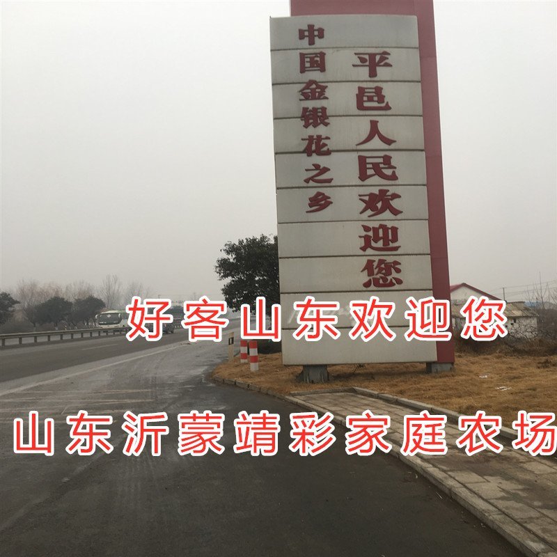 春雪桃嫁接桃树苗品种桃树苗南北方种植桃树苗果树苗