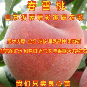 春雪桃嫁接桃树苗品种桃树苗南北方种植桃树苗果树苗