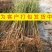 春雪桃嫁接桃树苗品种桃树苗南北方种植桃树苗果树苗