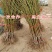 春雪桃嫁接桃树苗品种桃树苗南北方种植桃树苗果树苗