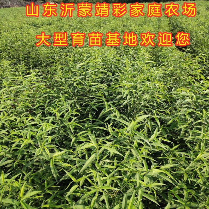 春雪桃嫁接桃树苗品种桃树苗南北方种植桃树苗果树苗