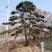 泰山黑松造型松，迎客松自家基地大量现货诚信经营