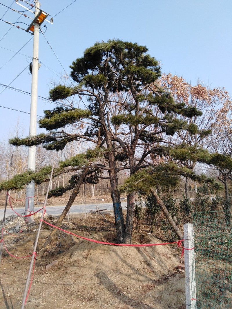 泰山黑松造型松，迎客松自家基地大量现货诚信经营
