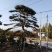 泰山黑松造型松，迎客松自家基地大量现货诚信经营