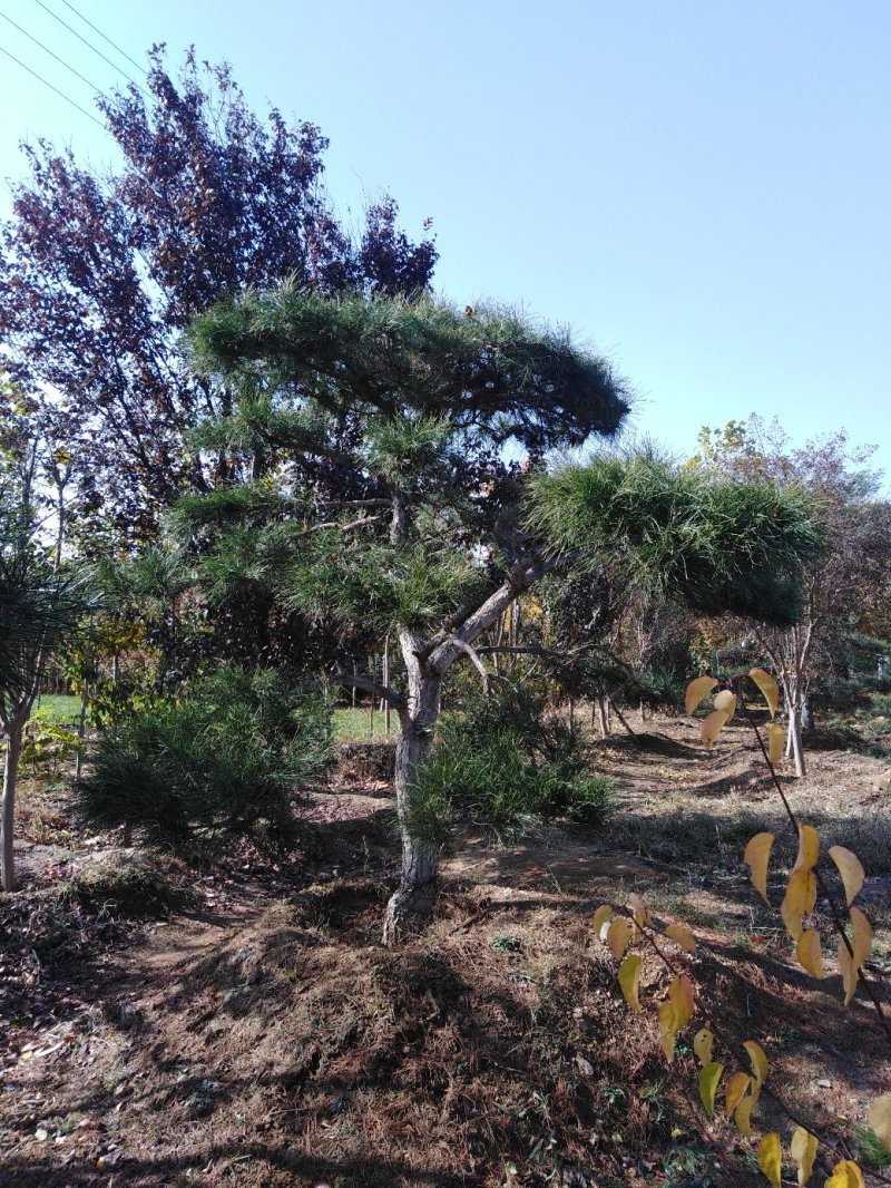 泰山黑松造型松，迎客松自家基地大量现货诚信经营