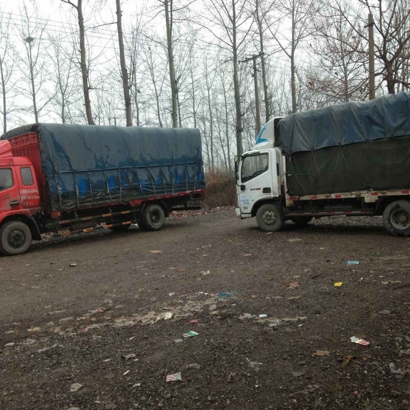 山东硬粉西红柿热销中基地直供货源充足耐运输全国代发