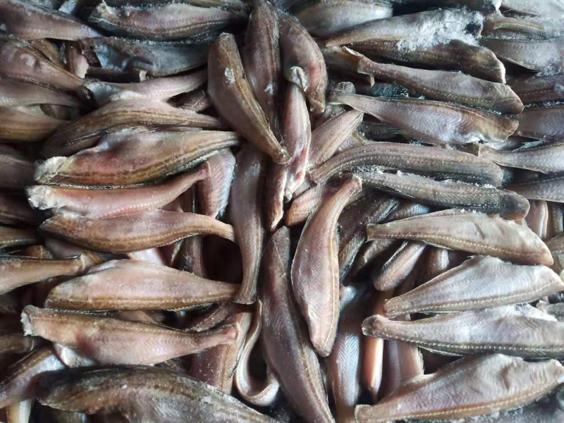 雷鱼，三去雷鱼，朝鲜特产，板冻货，量大从优