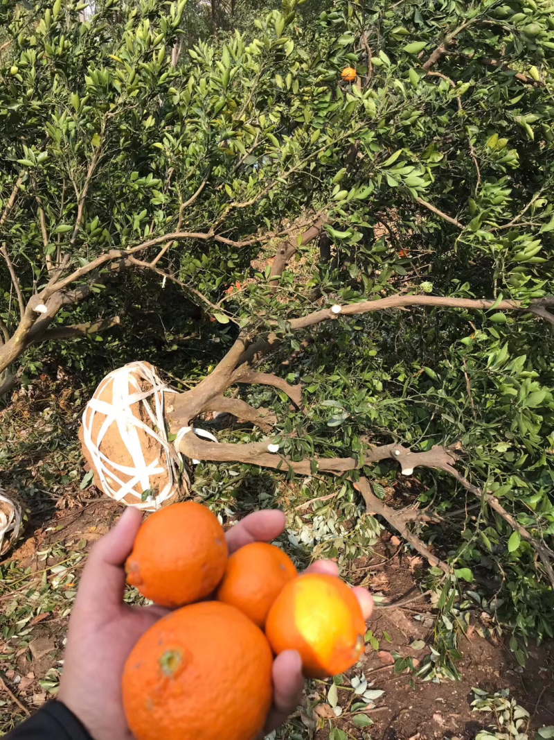 柑橘，品种繁多，规格齐全