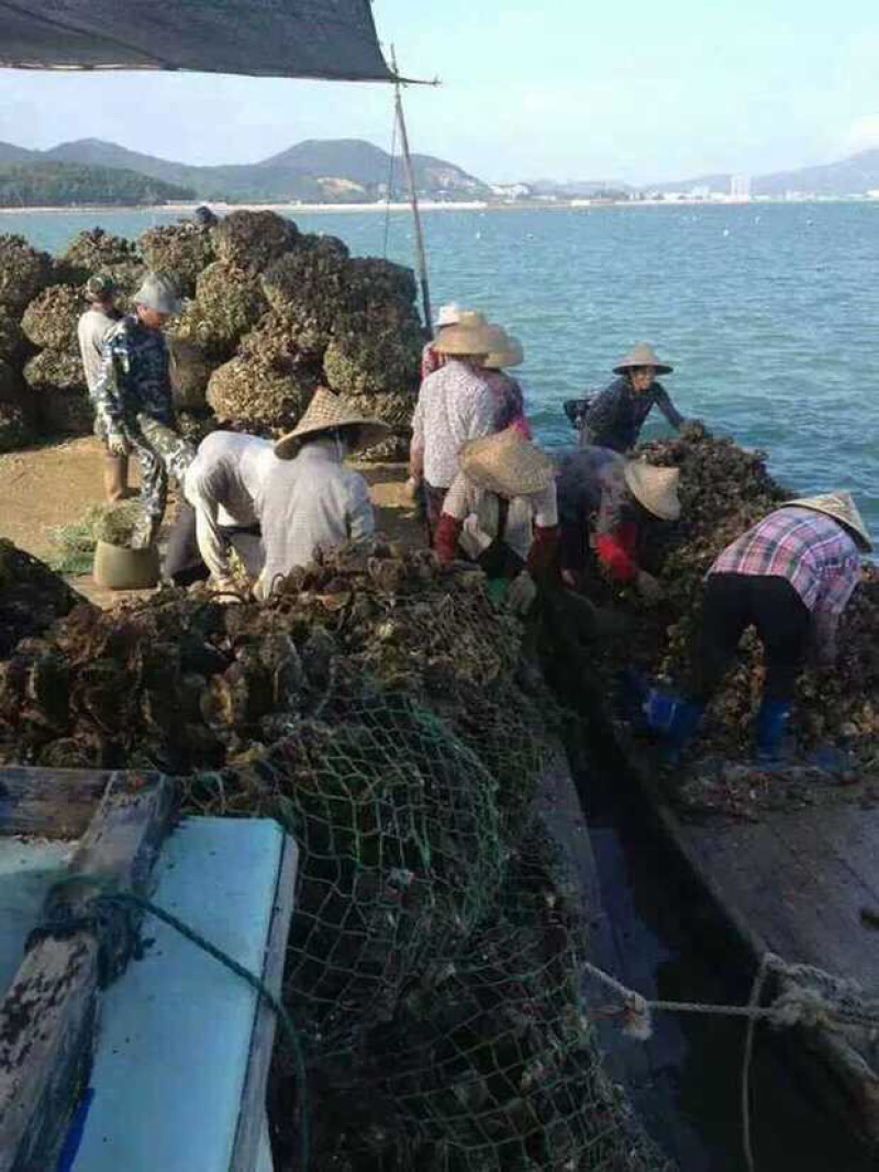 生蚝肉鲜活现剥新鲜蚝仔肉海蛎子蛎蝗肉牡蛎肉汫洲生蚝