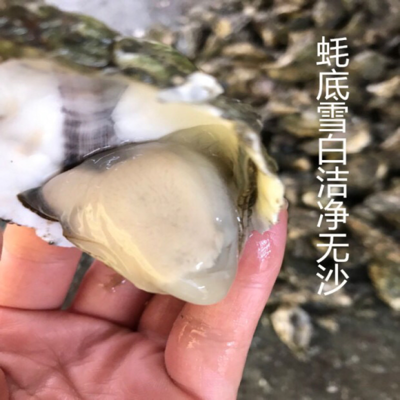 生蚝肉鲜活现剥新鲜蚝仔肉海蛎子蛎蝗肉牡蛎肉汫洲生蚝