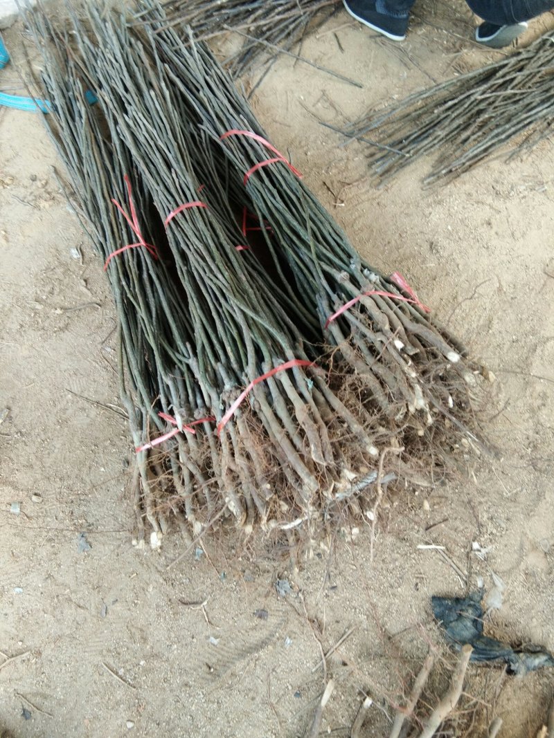 秋月梨树苗，梨树苗，梨树新品种，梨树苗栽植模式和时间