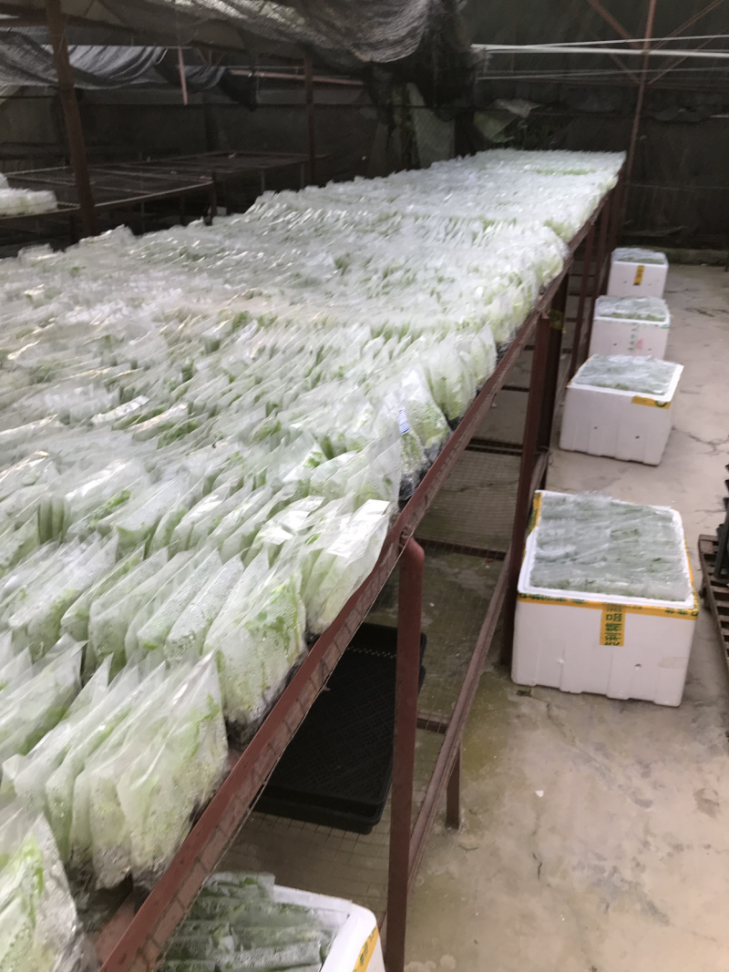 苹果粉蕉苗粉蕉苗巴西香蕉苗