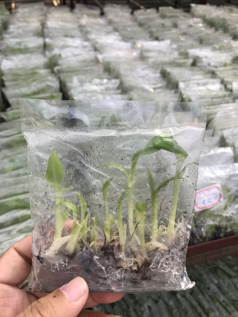 苹果粉蕉苗粉蕉苗巴西香蕉苗