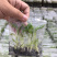 苹果粉蕉苗粉蕉苗巴西香蕉苗